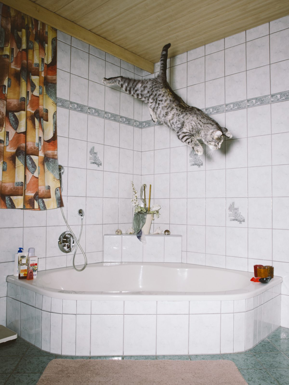 Fish Eye Magazine | Chats perchés
