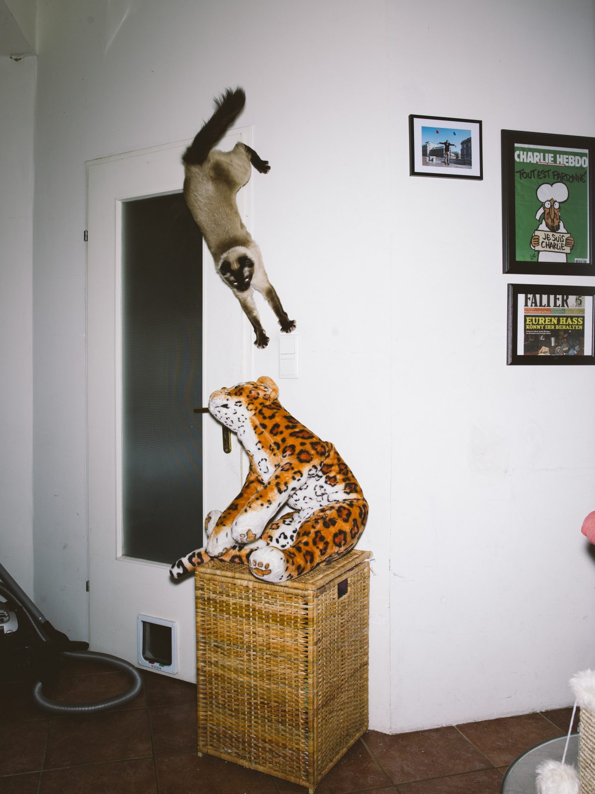 Fish Eye Magazine | Chats perchés