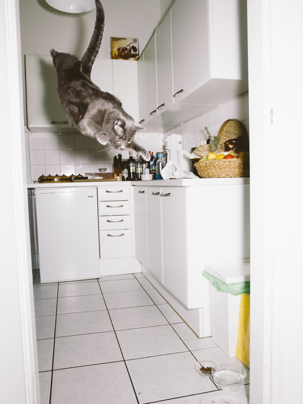Fish Eye Magazine | Chats perchés