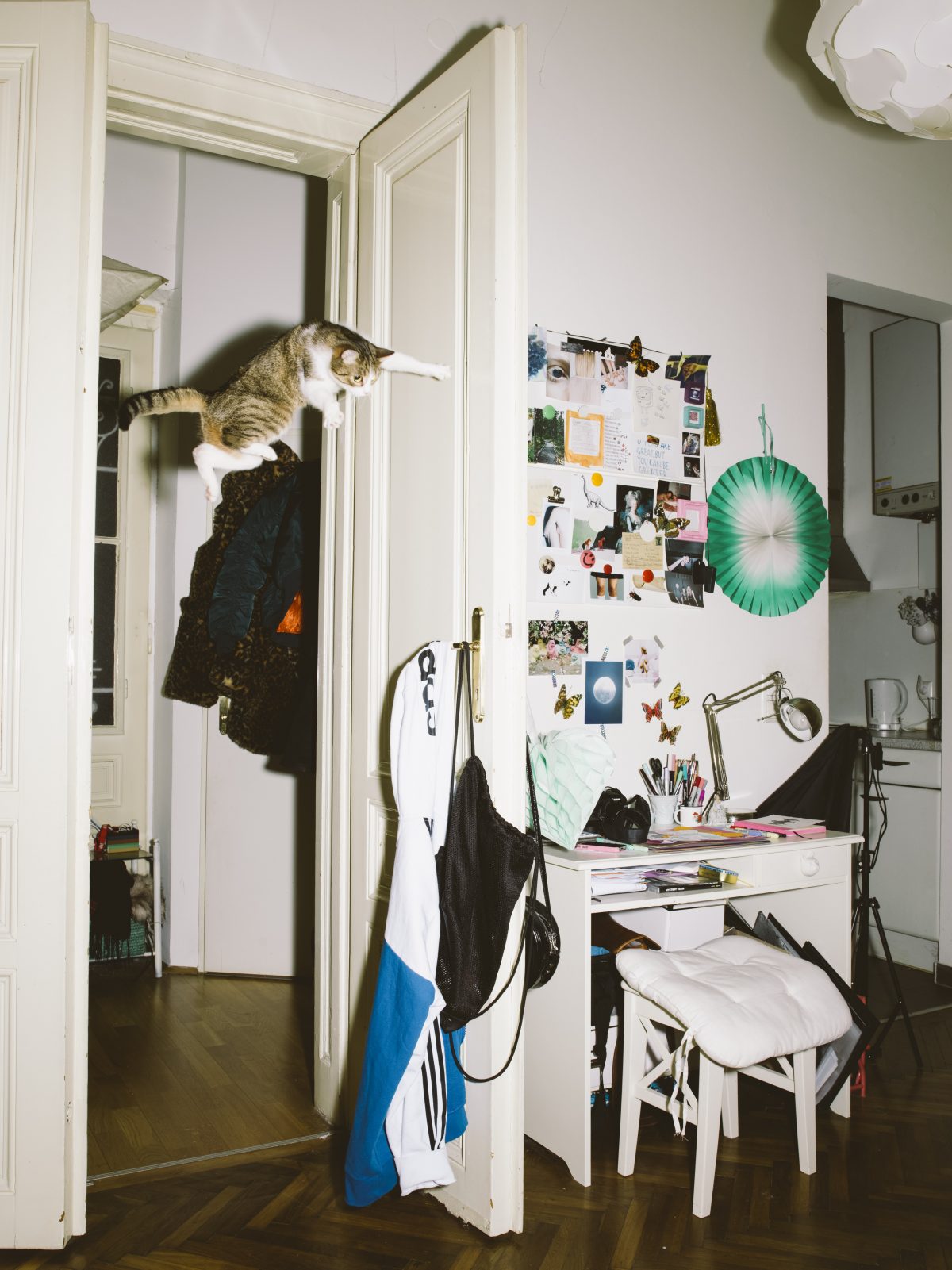 Fish Eye Magazine | Chats perchés