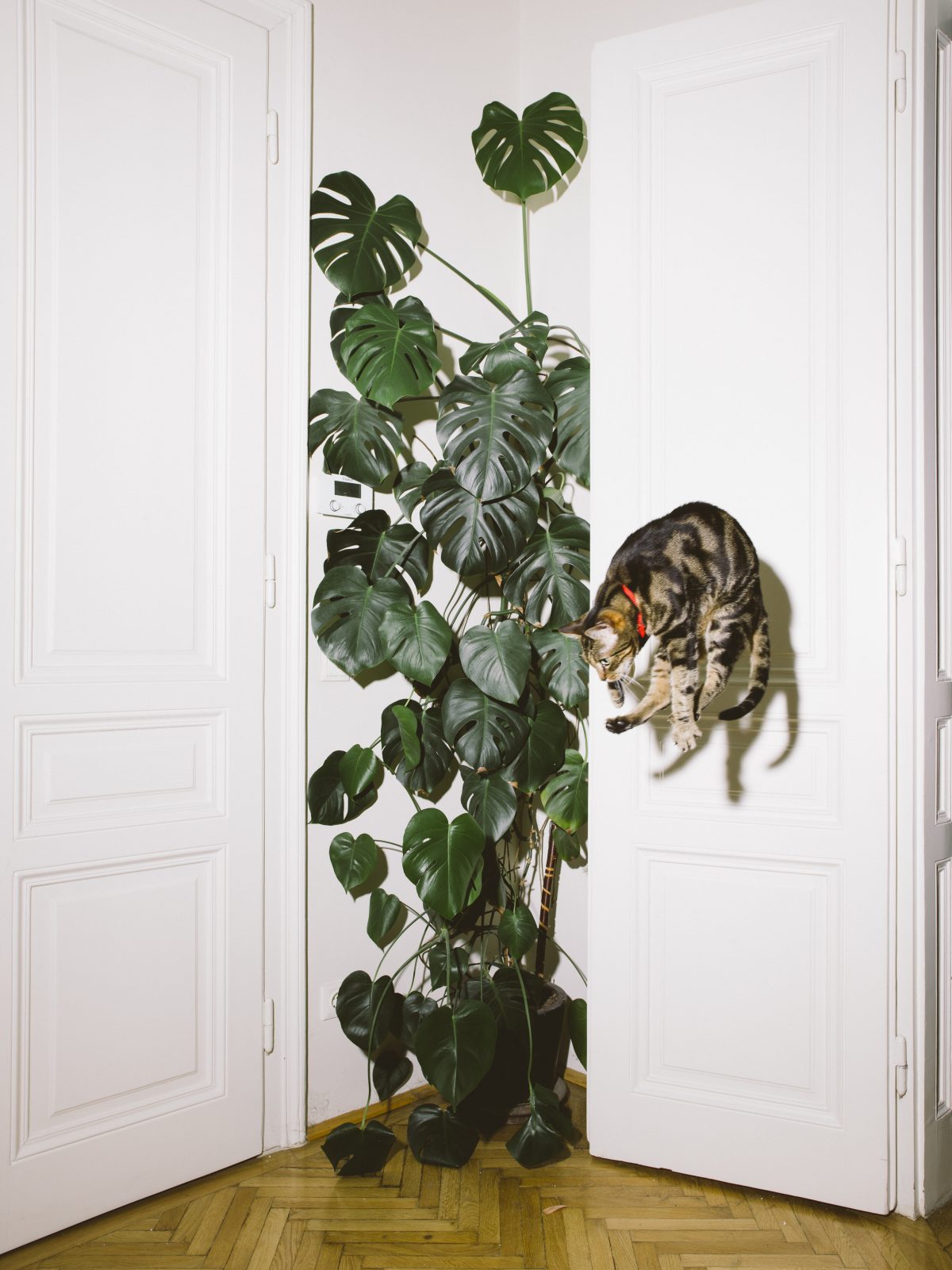 Fish Eye Magazine | Chats perchés