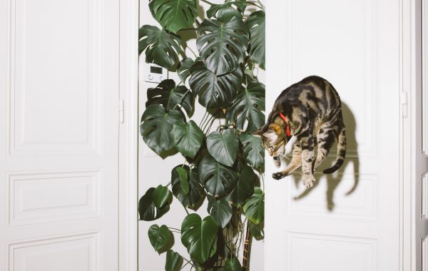 Fisheye Magazine | Chats perchés
