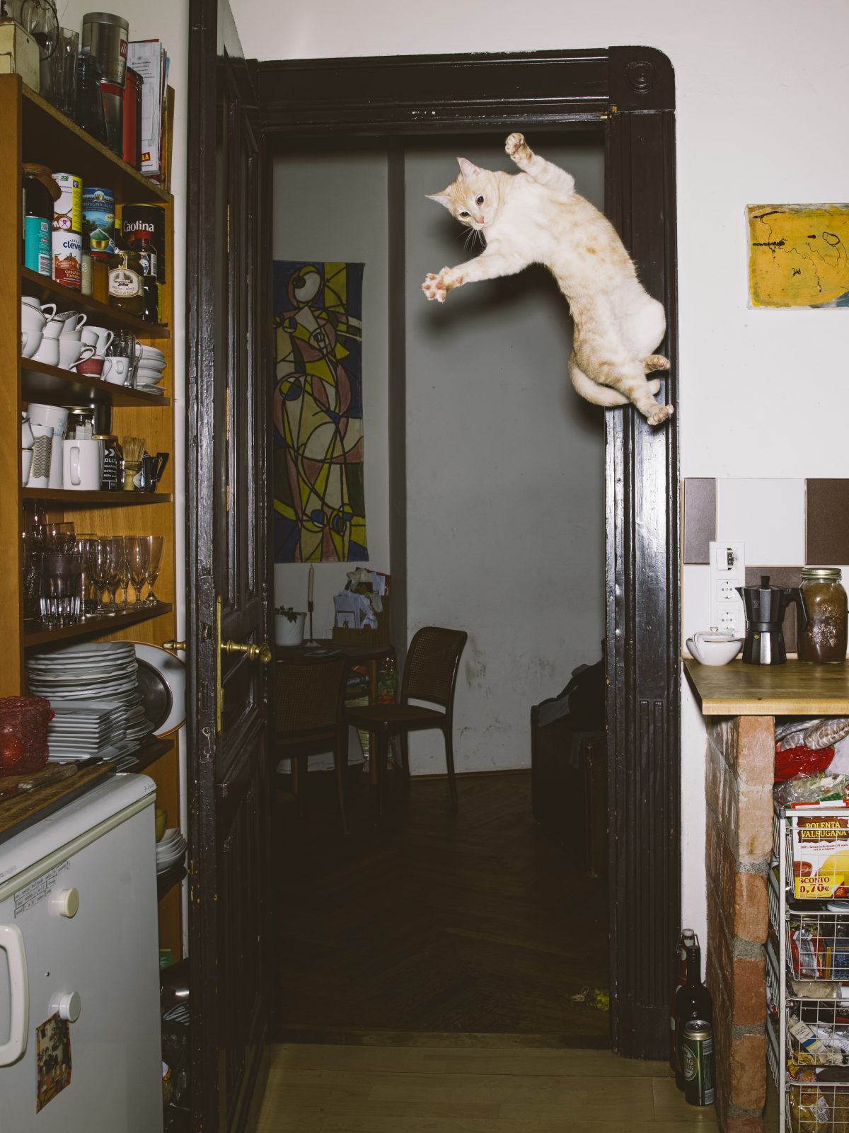 Photo tirée de la série "Jumping cats" / © Daniel Gebhart de Koekkoek