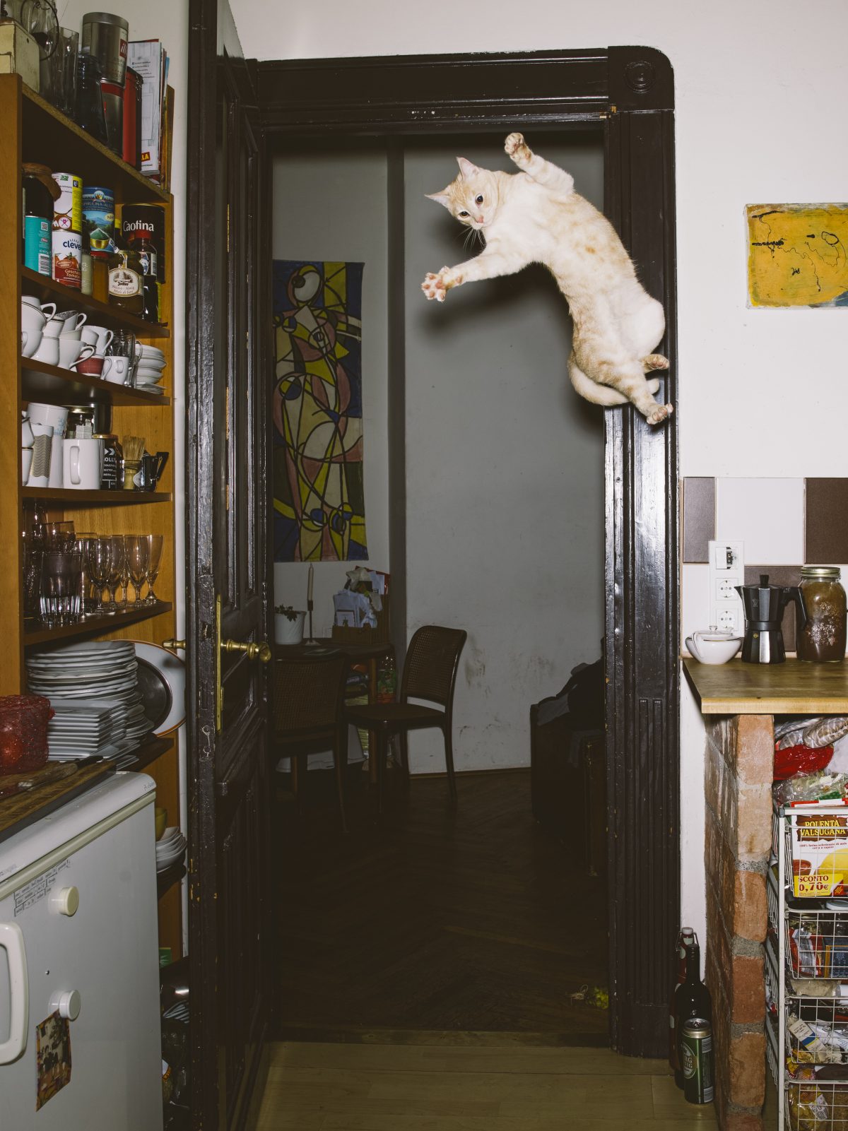 Fish Eye Magazine | Chats perchés
