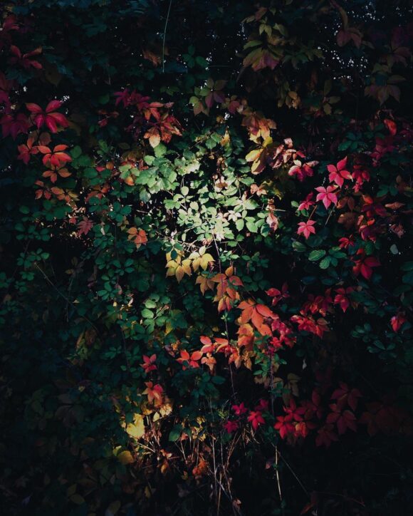 Fisheye Magazine | La sélection Instagram #69