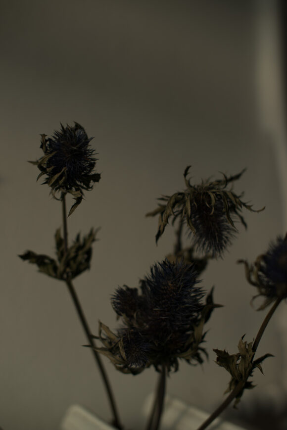 Fisheye Magazine | Mimosa Pudica