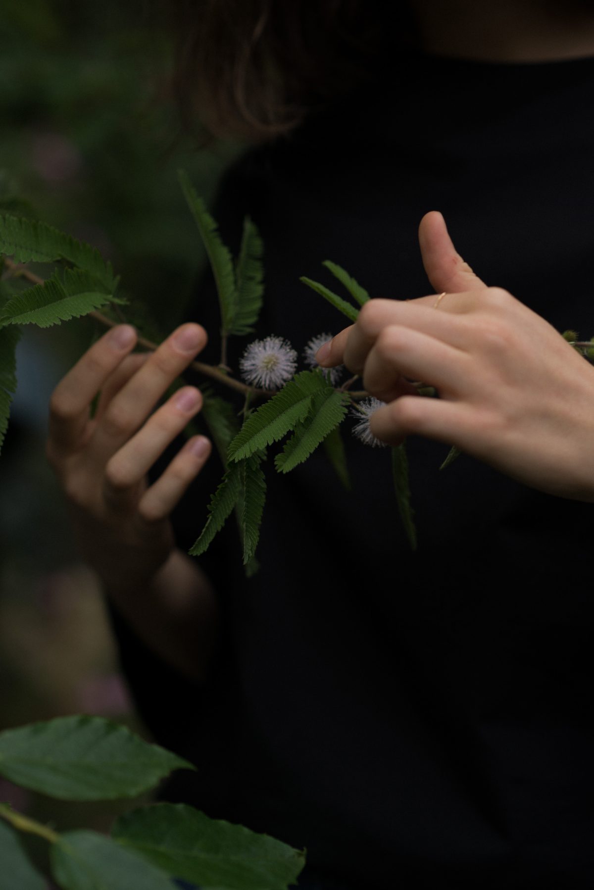 MathildaOlmi-_MimosaPudica_07.jpg