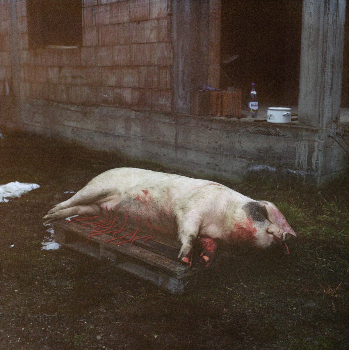 Extrait de "Youth WIthout Age, Life Without Death", © Laura Pannack