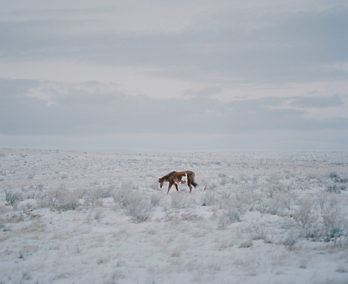 The Buffalo that could not Dream