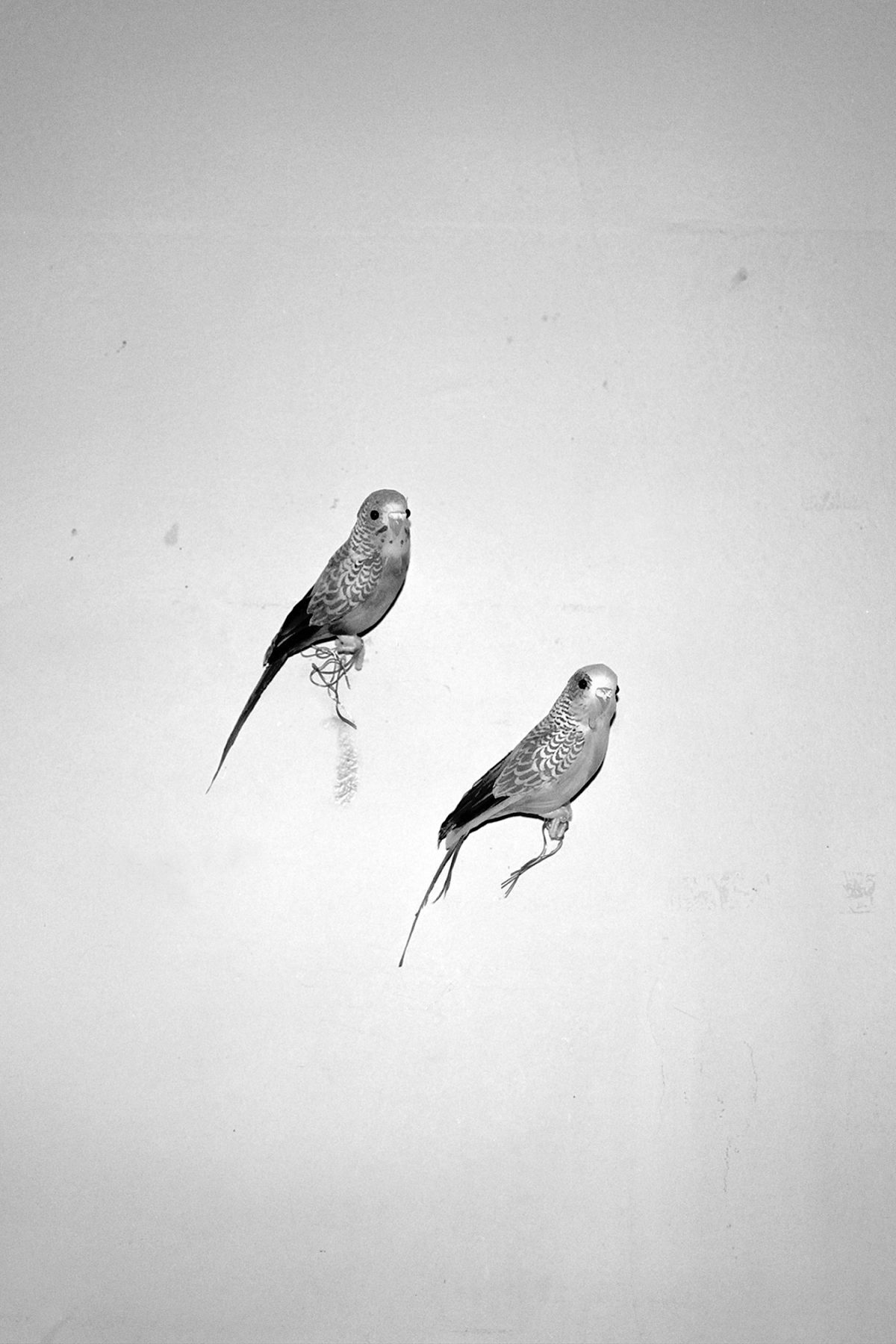 Extrait de "I don't want to disappear completely", © Bérangère Fromont