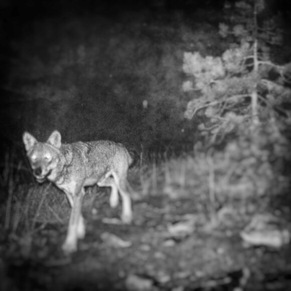 Fisheye Magazine | Inhabitants