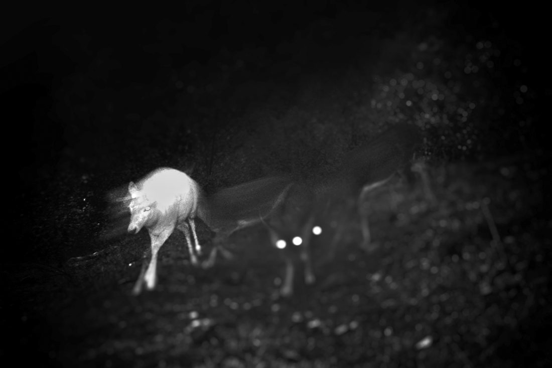 Fisheye Magazine | Inhabitants
