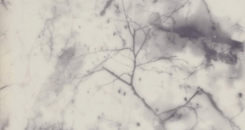 Fisheye Magazine | Simone Kappeler Fleur