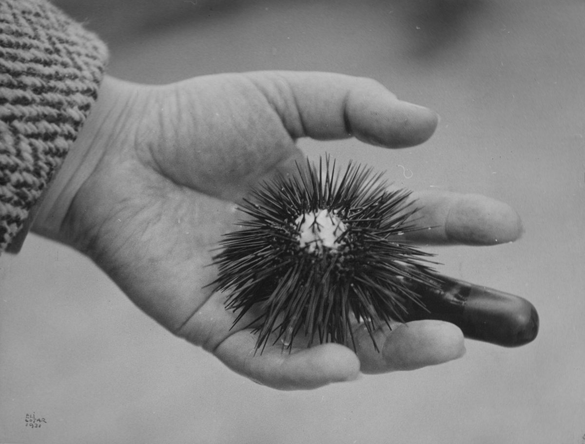 Sans titre (Main de Tombros avec oursin) 1931 © Eli Lotar