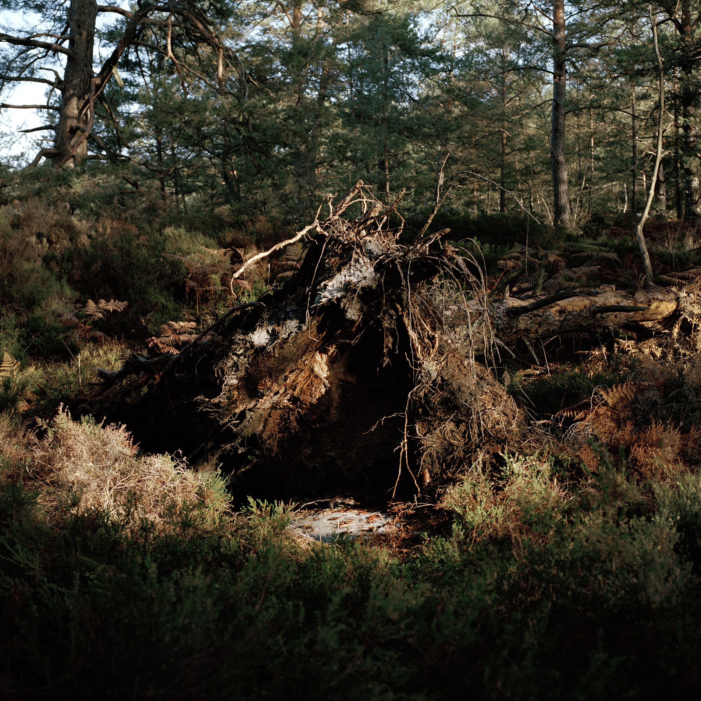 Fisheye Magazine | États d'âme en forêt