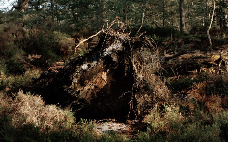 Fisheye Magazine | États d'âme en forêt