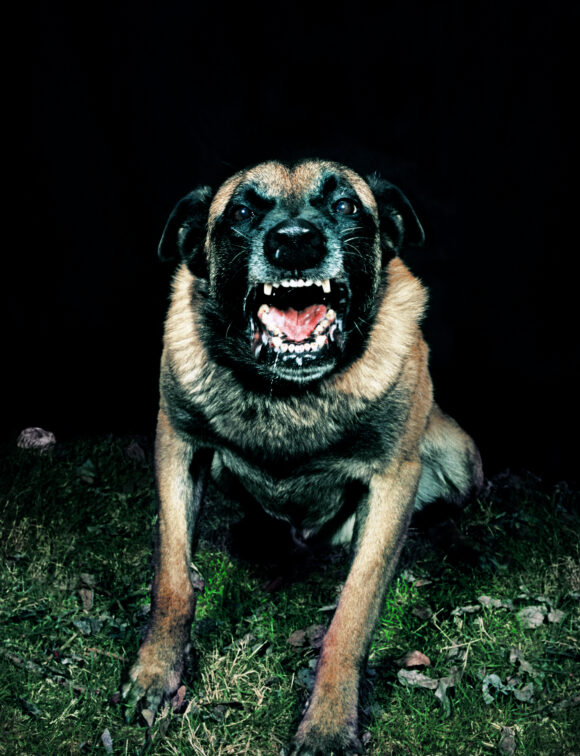 Extrait de la série "Les chiens", France, 2010, © Tina Merandon / Signatures
