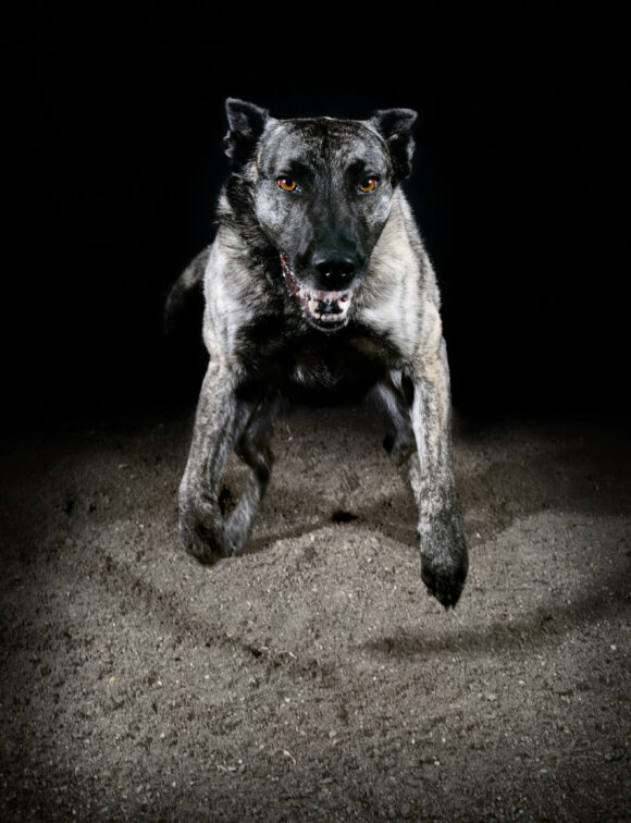 Extrait de la série "Les chiens", France, 2010, © Tina Merandon / Signatures