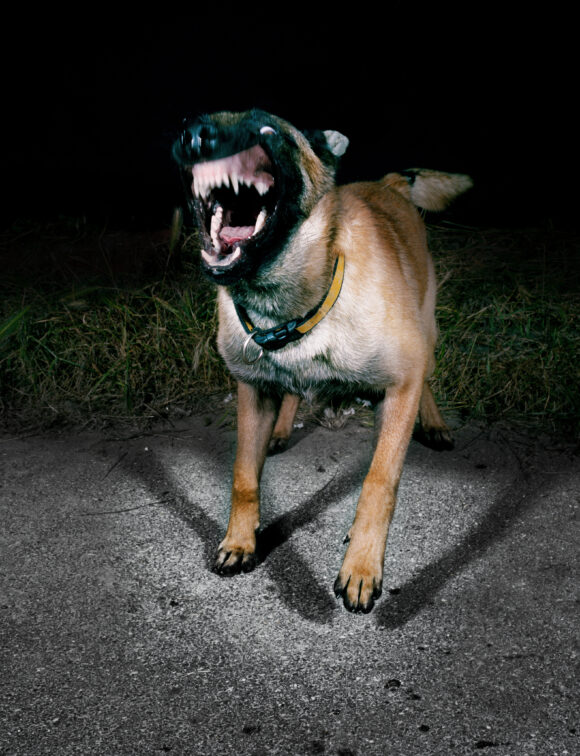 Extrait de la série "Les chiens", France, 2010, © Tina Merandon / Signatures