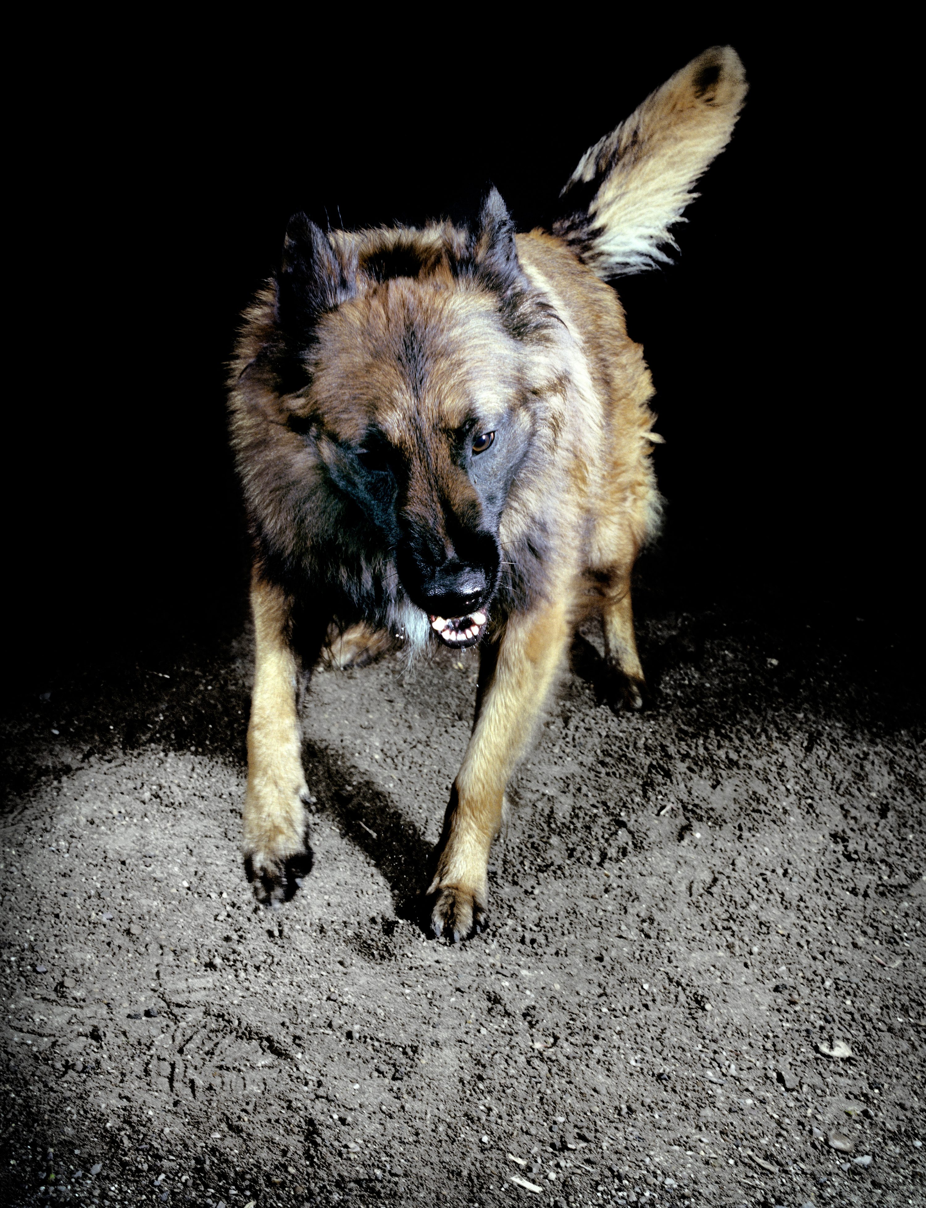 Extrait de la série Les chiens, France, 2010, © Tina Merandon / Signatures