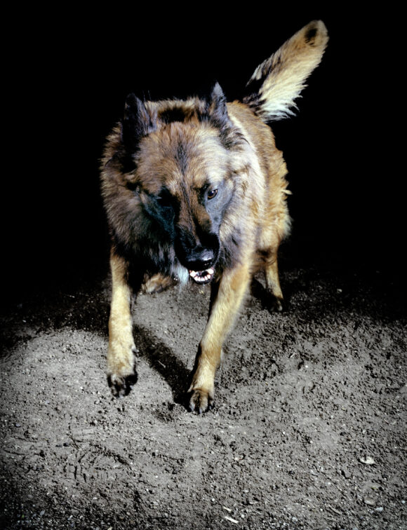 Extrait de la série "Les chiens", France, 2010, © Tina Merandon / Signatures
