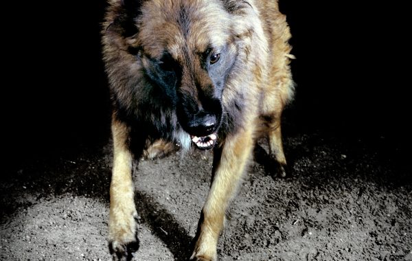 Extrait de la série Les chiens, France, 2010, © Tina Merandon / Signatures