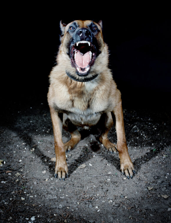 Extrait de la série "Les chiens", France, 2010, © Tina Merandon / Signatures