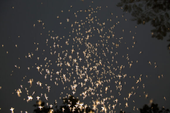AnupamDiwan_Fireflies_07