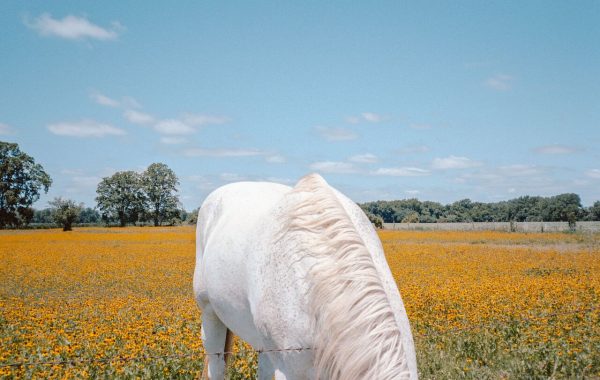 © Cody Cobb