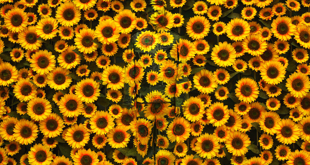 Sunflower-No-1-LiuBolin