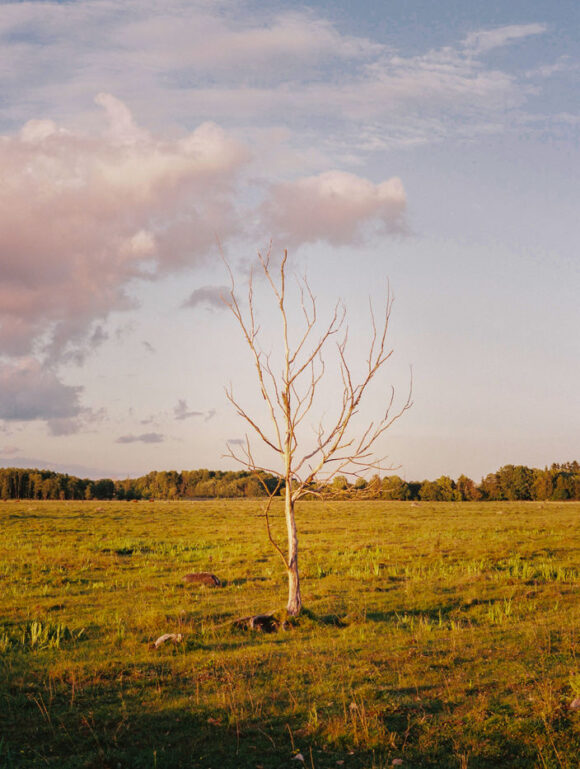 Solitary tree in an Estonian field