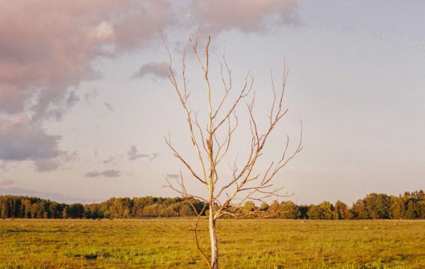 Solitary tree in an Estonian field