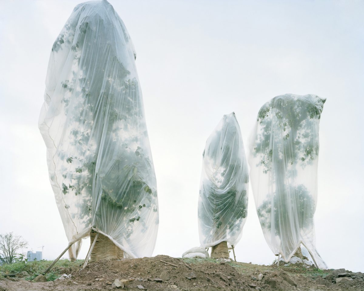 © Yan Wang Preston