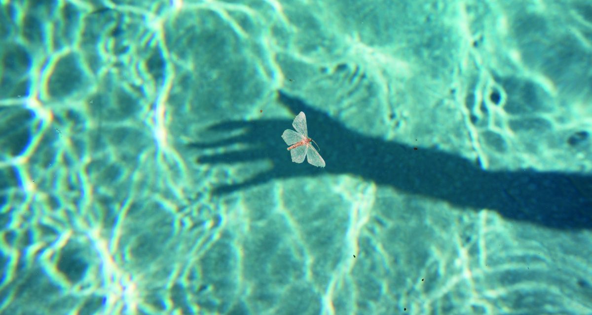 Dead moth floating on pool © Philip Heying
