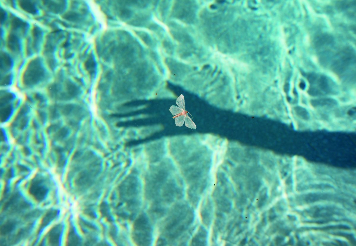 Dead moth floating on pool © Philip Heying