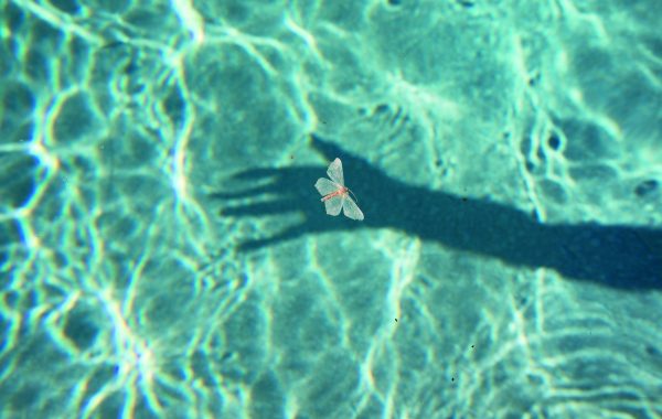 Dead moth floating on pool © Philip Heying