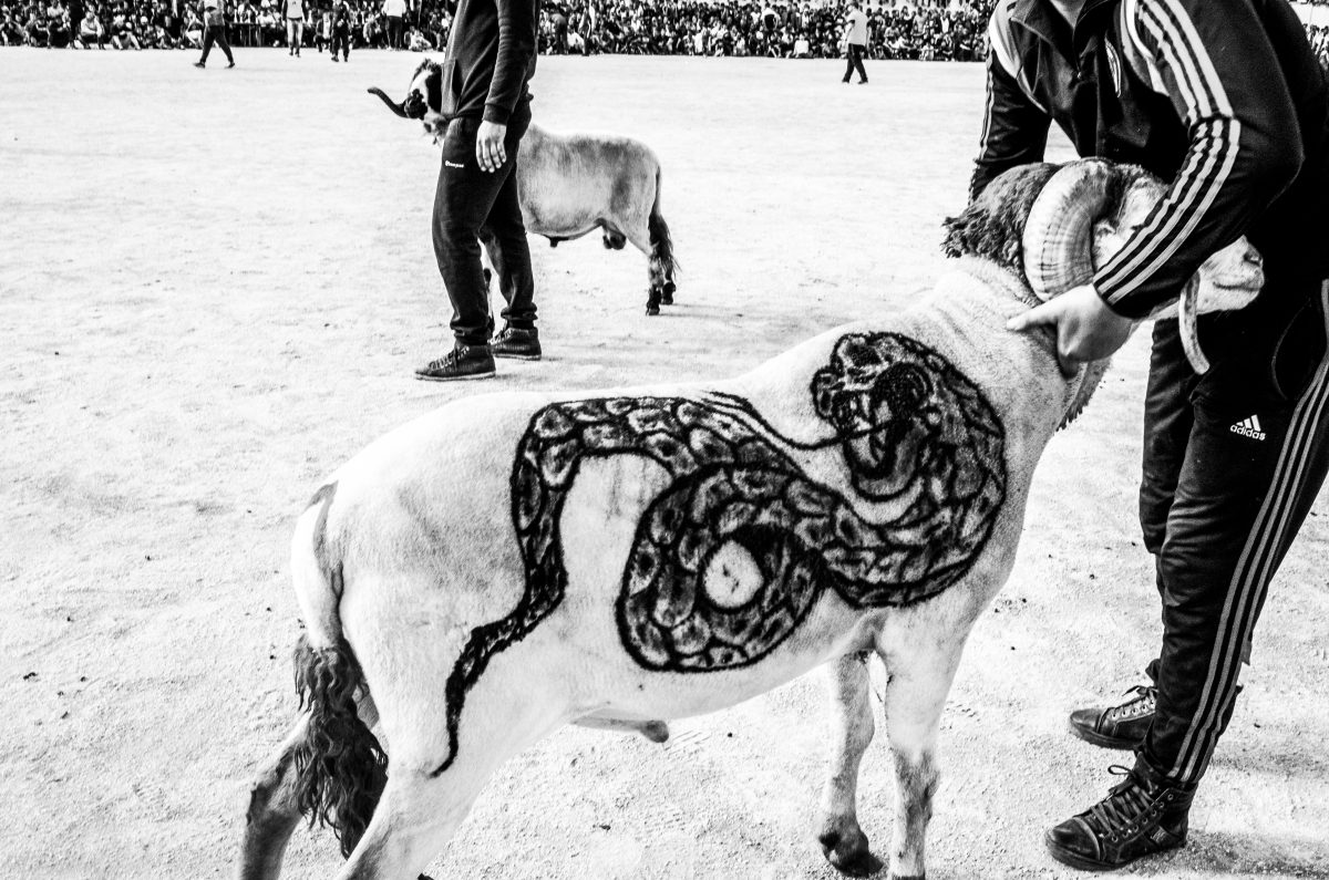 © Youcef Krache / collective220
