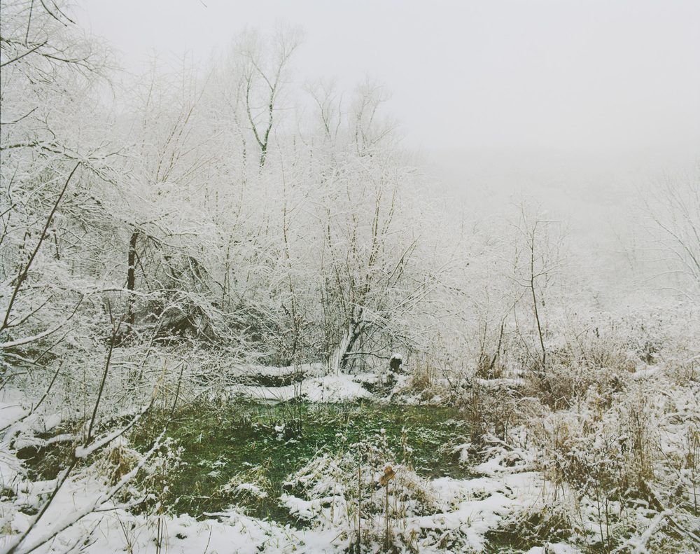 Winter Forrest From Beast by the Waterfall Guesthouse © Wenxin Zhang