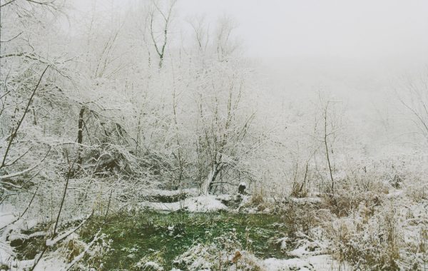Winter Forrest From Beast by the Waterfall Guesthouse © Wenxin Zhang