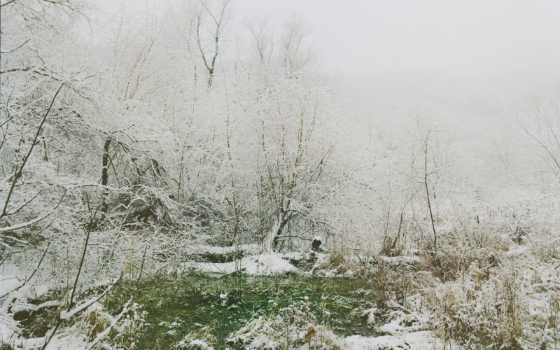 Winter Forrest From Beast by the Waterfall Guesthouse © Wenxin Zhang