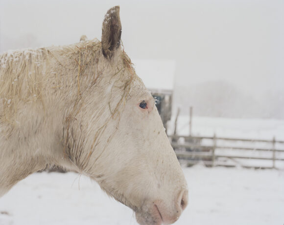 "The White Horse" From "Beast by the Waterfall Guesthouse" © Wenxin Zhang