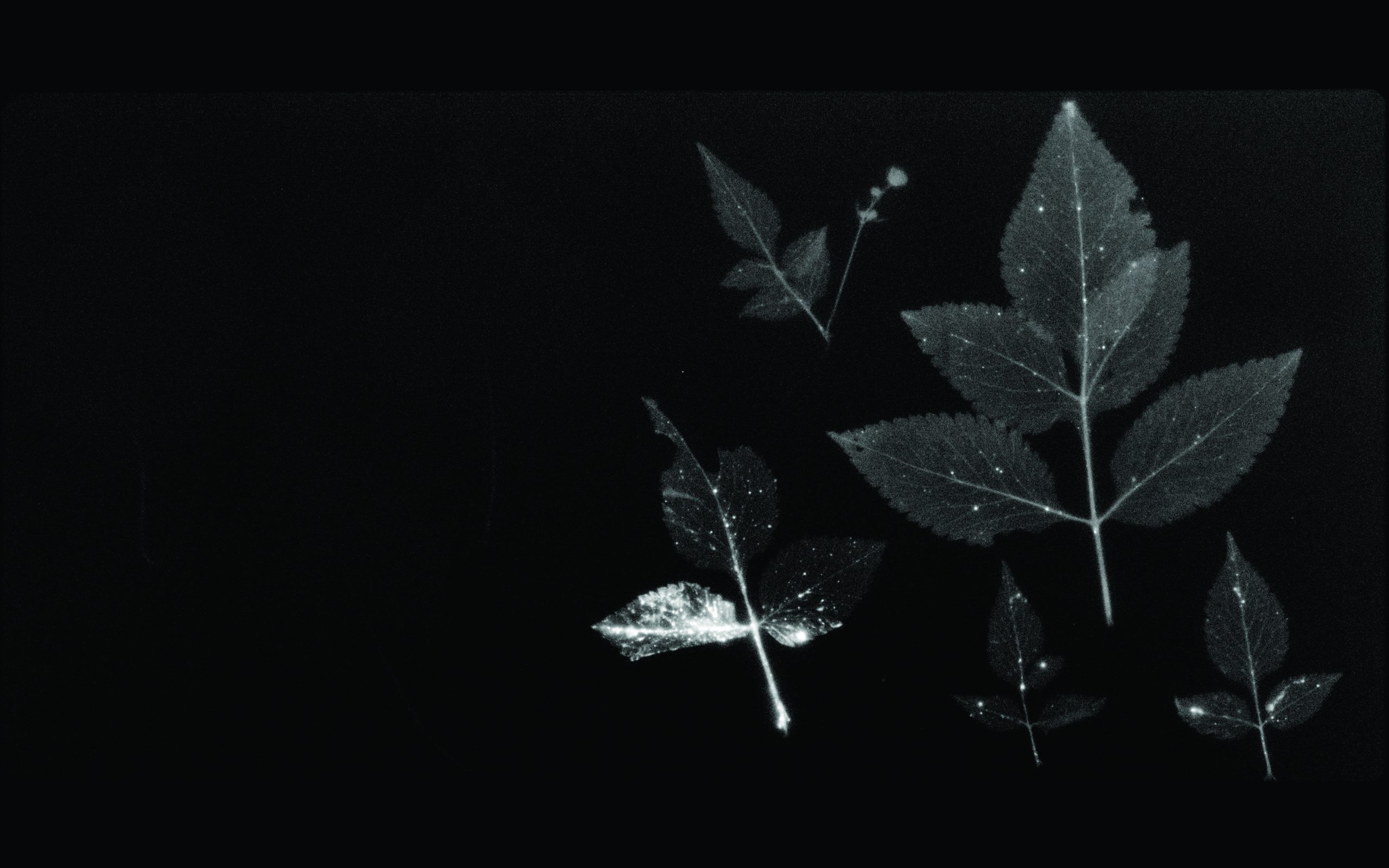 © Masamichi Kagaya