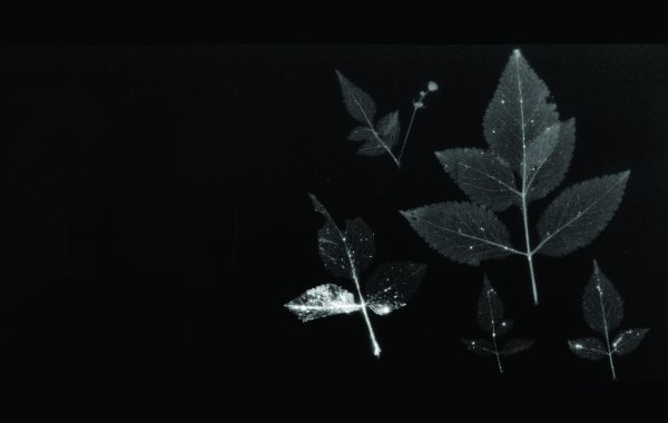 © Masamichi Kagaya