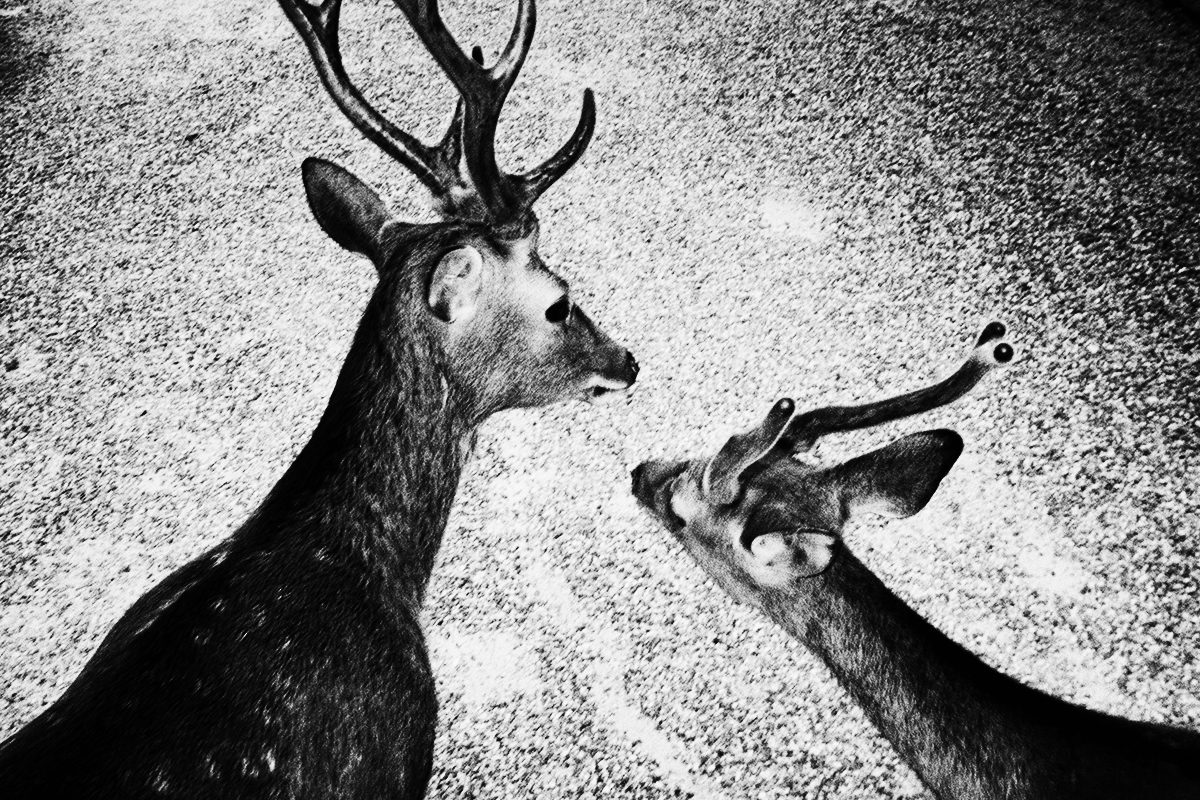 © Nyima Marin