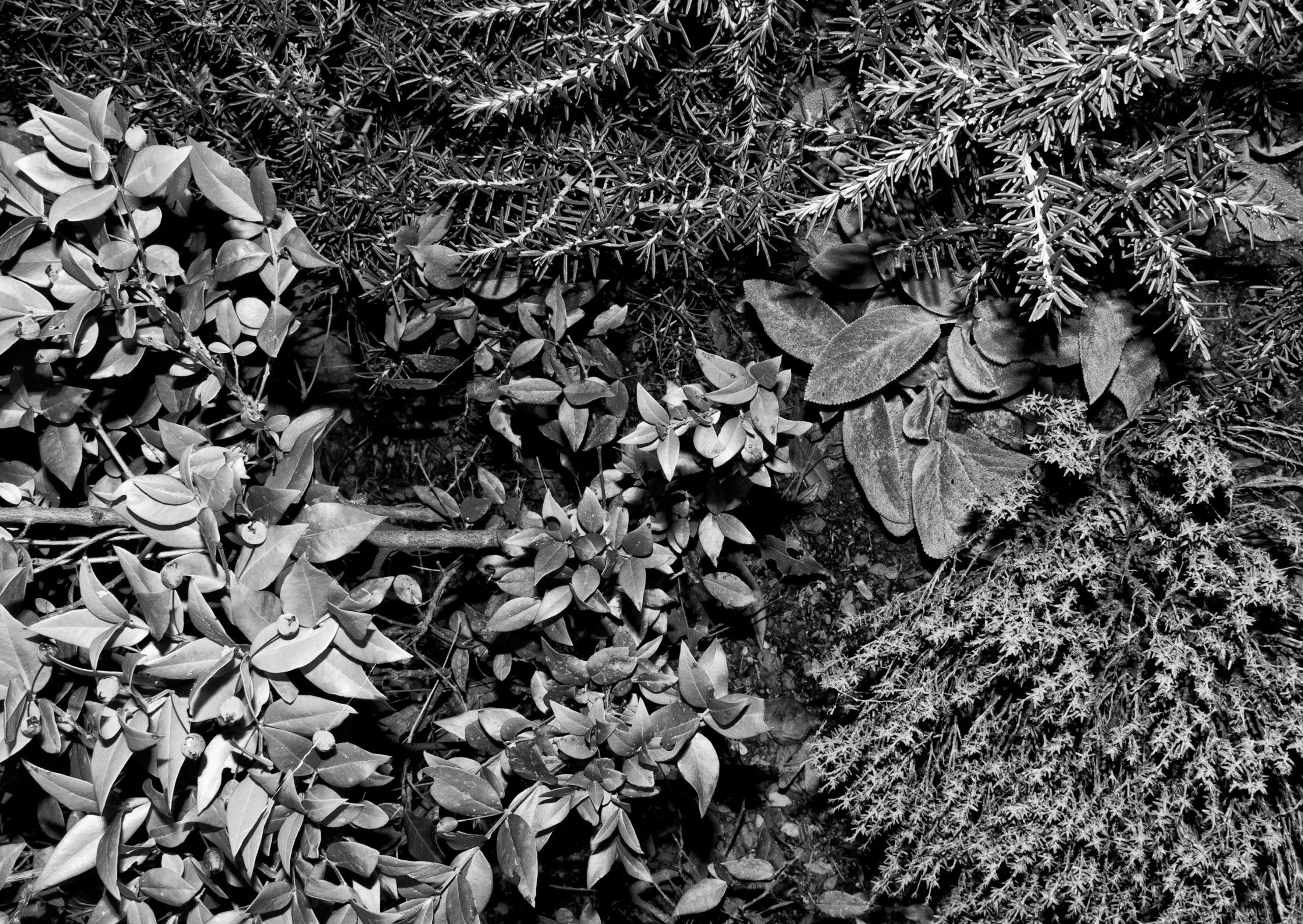 Ten Mediterranean Plants © J. Benassi