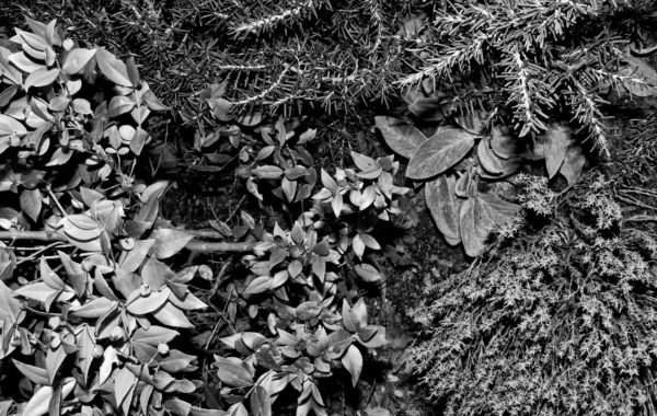 Ten Mediterranean Plants © J. Benassi