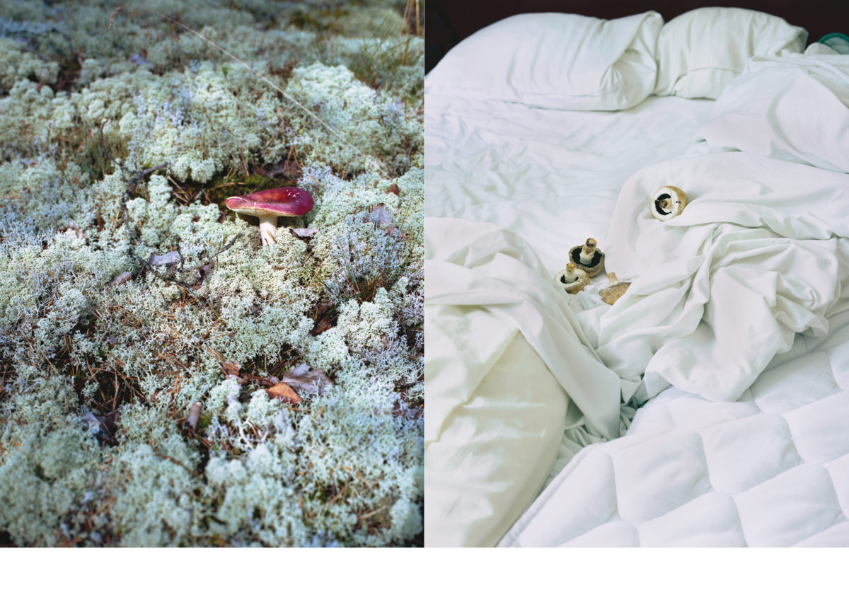 From "Ten Scandinavian Mushrooms" © T. Homma
