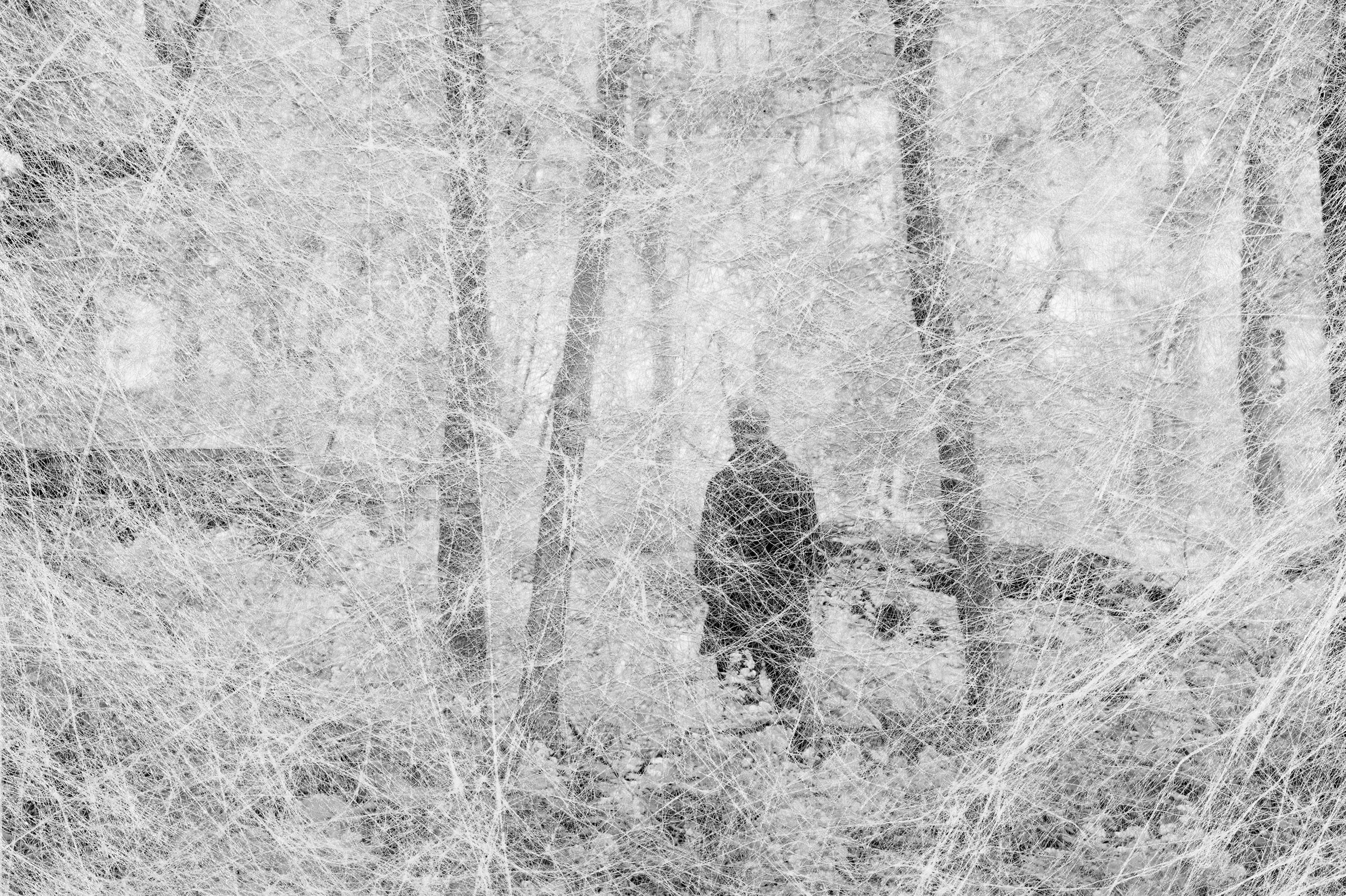 © Amani Willett