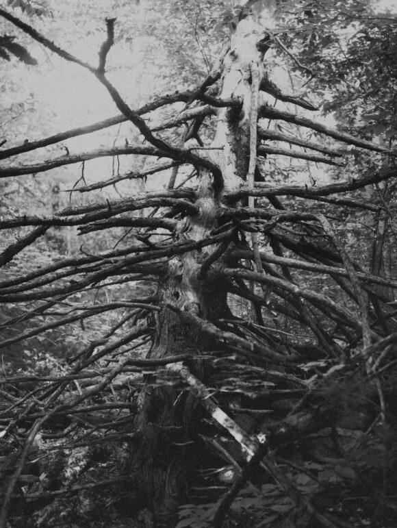 © Amani Willett