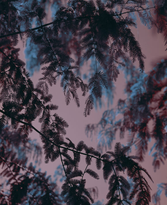 A Tree To Climb from "Strangerintwoworlds" by Brendan George Ko